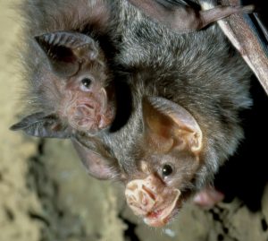 Common vampire bat mother with young
