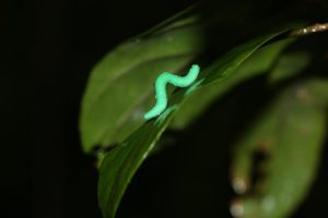 plasticine model of caterpillar